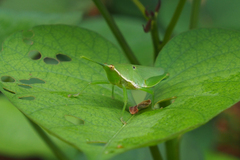 Atractomorpha sinensis