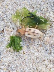 Eurynebria complanata