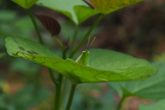 Atractomorpha sinensis