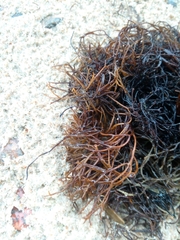 Furcellaria lumbricalis