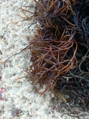 Furcellaria lumbricalis