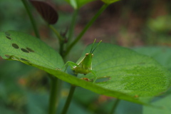 Atractomorpha sinensis