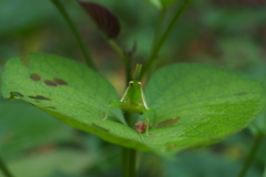 Atractomorpha sinensis