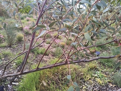 Eucalyptus youngiana
