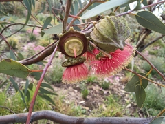 Eucalyptus youngiana