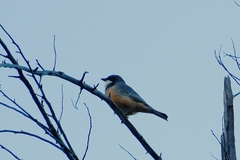 Pachycephala rufiventris
