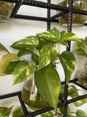 Epipremnum