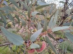 Eucalyptus youngiana