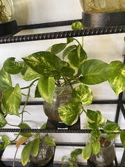 Epipremnum
