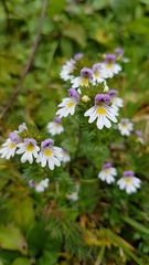 Euphrasia officinalis
