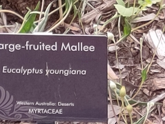 Eucalyptus youngiana