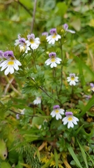 Euphrasia officinalis