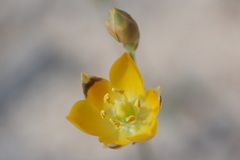 Ornithogalum maculatum
