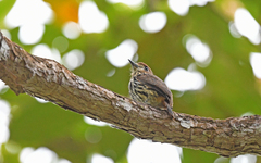 Micromonacha lanceolata
