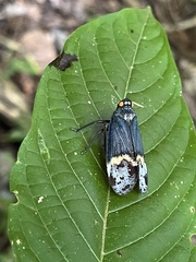 Penthicodes farinosus