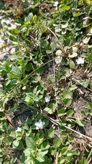 Evolvulus nummularius