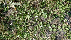 Evolvulus nummularius