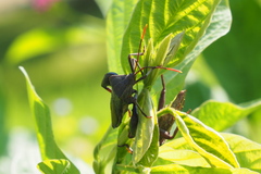 Anoplocnemis phasianus