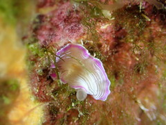 Prostheceraeus roseus