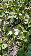 Evolvulus nummularius