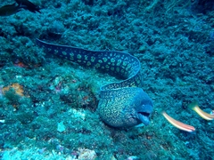 Muraena helena