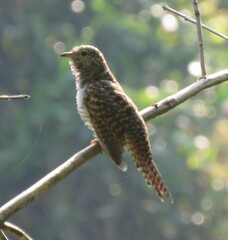 Cacomantis variolosus sepulcralis