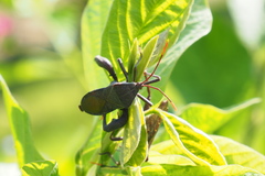 Anoplocnemis phasianus