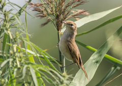 Acrocephalus agricola