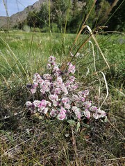 Goniolimon speciosum