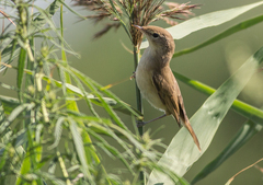 Acrocephalus agricola