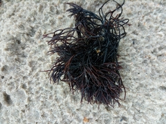 Furcellaria lumbricalis