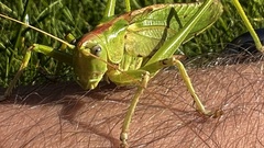 Tettigonia viridissima