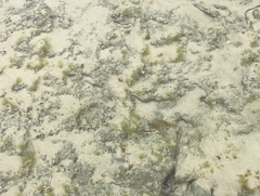 Lepidoblennius marmoratus