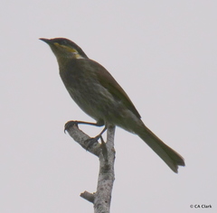 Gavicalis fasciogularis