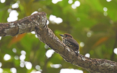 Micromonacha lanceolata