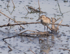 Calidris subminuta