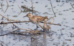 Calidris subminuta