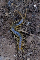 Ethmostigmus rubripes