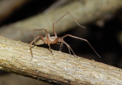 Cheiracanthium furculatum