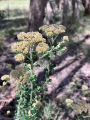 Ozothamnus obcordatus