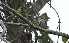 Micromonacha lanceolata