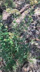 Ozothamnus obcordatus