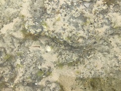 Lepidoblennius marmoratus