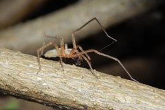 Cheiracanthium furculatum