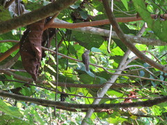 Cacomantis variolosus sepulcralis