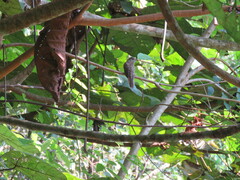 Cacomantis variolosus sepulcralis