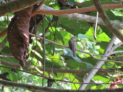 Cacomantis variolosus sepulcralis