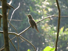 Cacomantis variolosus sepulcralis