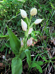 Cephalanthera damasonium
