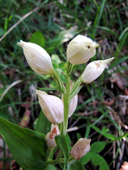 Cephalanthera damasonium
